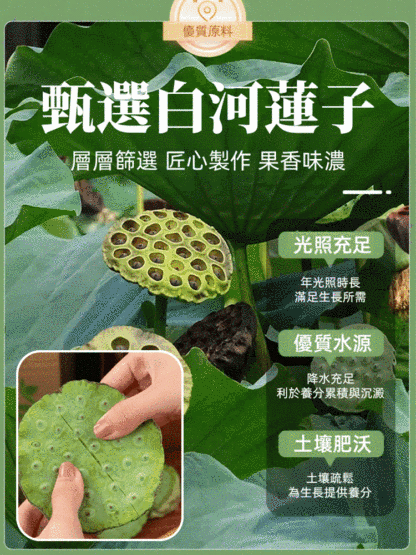 【中醫師推薦】四季養生品 香酥即食蓮子 滿口酥香 降糖降壓 抗炎消脂