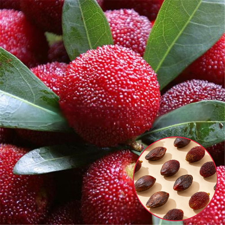 【ผลใหญ่กว่าลูกปิงปอง】เมล็ดหยางเหมยตงขุย