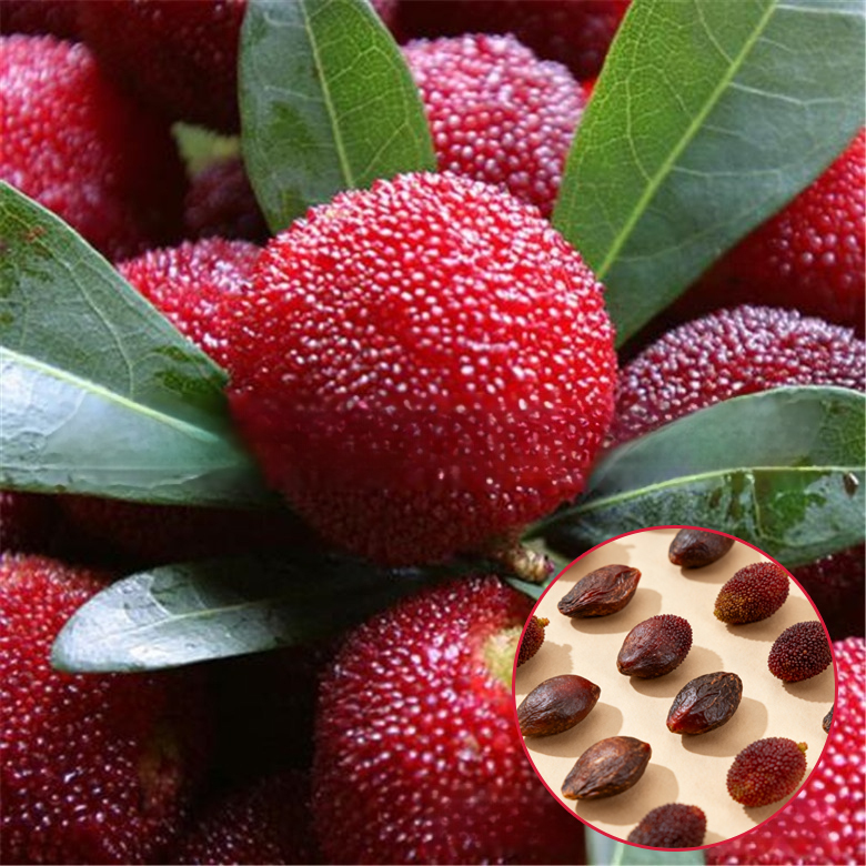 【ผลใหญ่กว่าลูกปิงปอง】เมล็ดหยางเหมยตงขุย