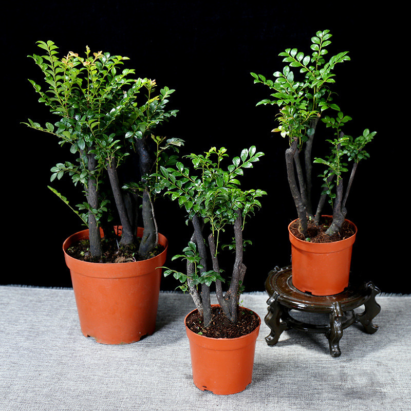 รักตจันทน์ หายาก ความหมายดี