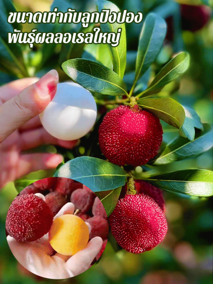 【ผลใหญ่กว่าลูกปิงปอง】เมล็ดหยางเหมยตงขุย