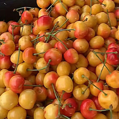 [กินได้ทั้งครอบครัว] เมล็ดเชอร์รี่หลากหลายสายพันธุ์