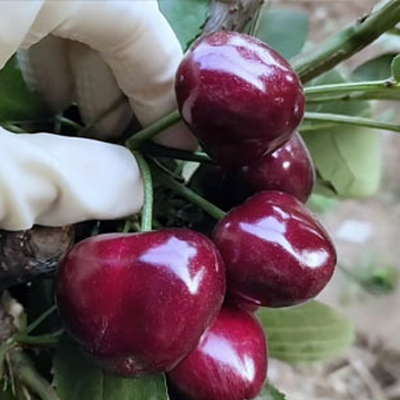 [กินได้ทั้งครอบครัว] เมล็ดเชอร์รี่หลากหลายสายพันธุ์