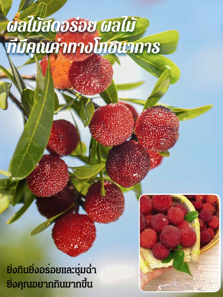 【ผลใหญ่กว่าลูกปิงปอง】เมล็ดหยางเหมยตงขุย