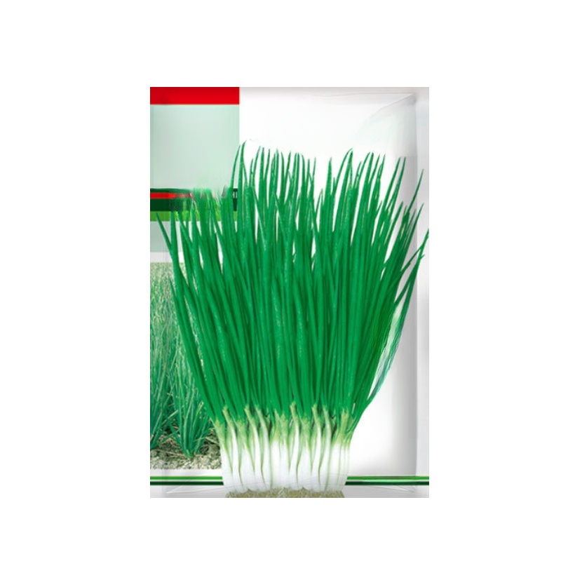 [เอเวอร์กรีนสำหรับทุกฤดูกาล] เมล็ดต้นหอมสำหรับทุกฤดูกาล