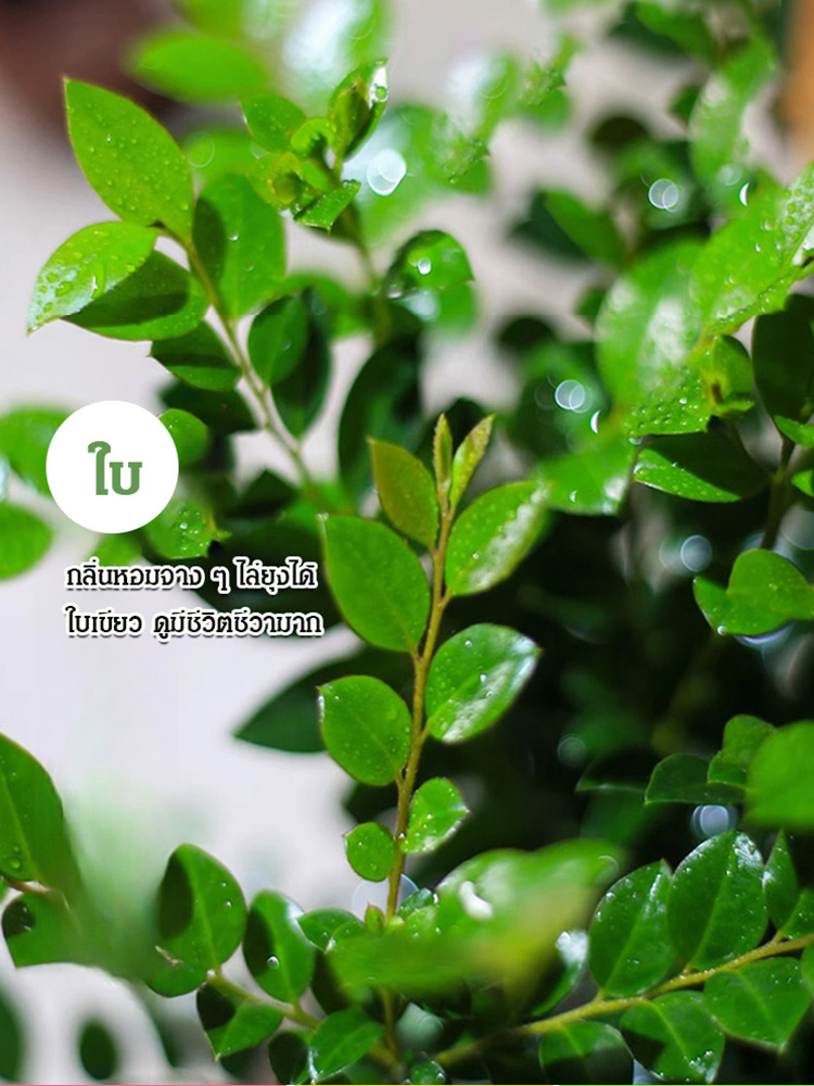 รักตจันทน์ หายาก ความหมายดี