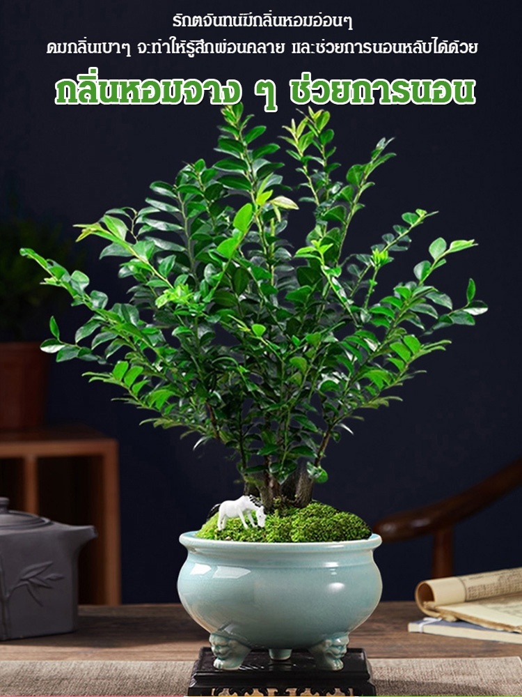 รักตจันทน์ หายาก ความหมายดี