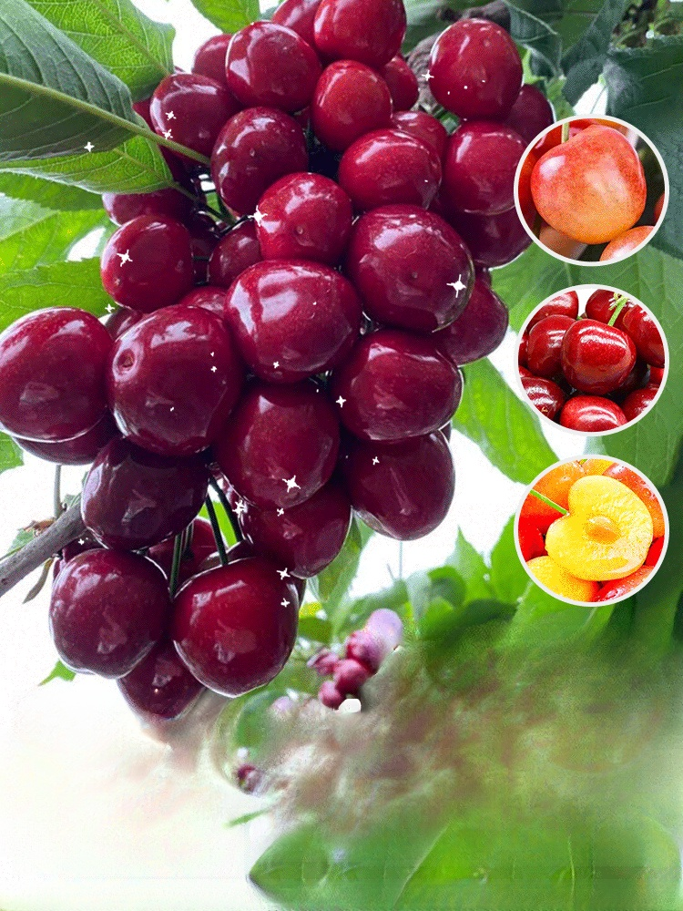 [กินได้ทั้งครอบครัว] เมล็ดเชอร์รี่หลากหลายสายพันธุ์