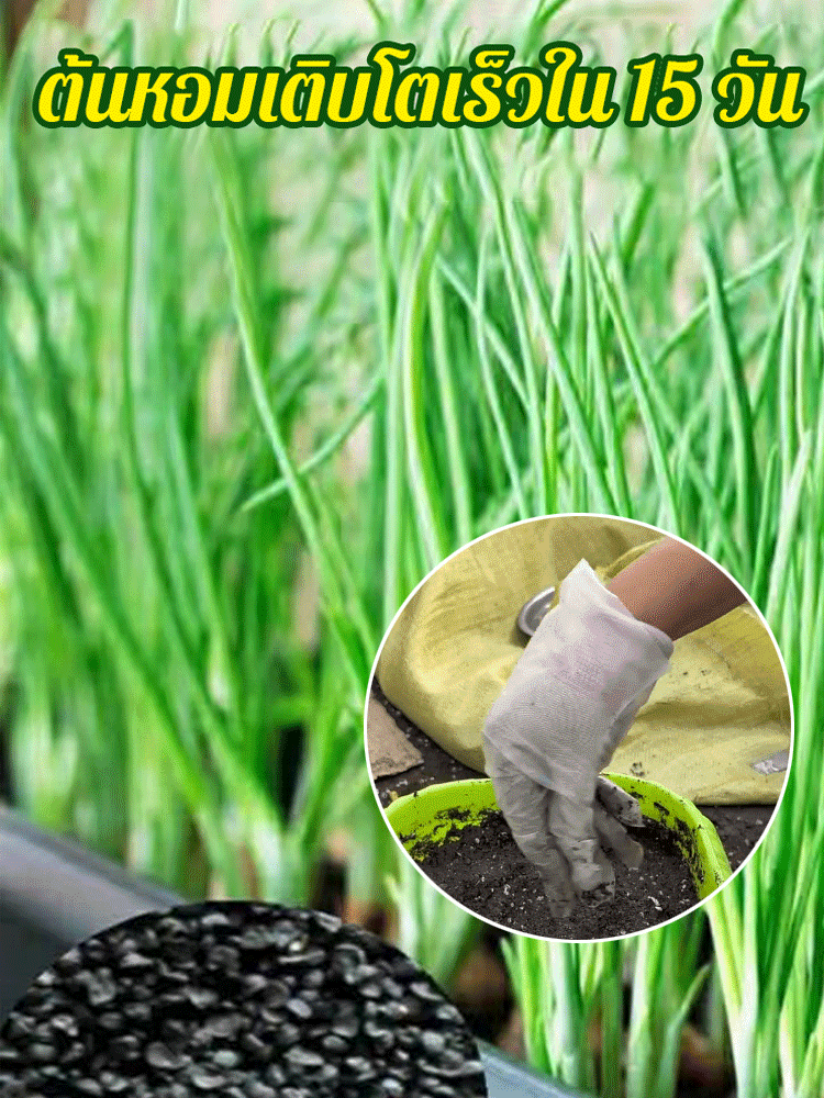 [เอเวอร์กรีนสำหรับทุกฤดูกาล] เมล็ดต้นหอมสำหรับทุกฤดูกาล