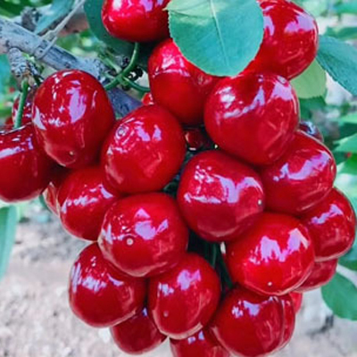 [กินได้ทั้งครอบครัว] เมล็ดเชอร์รี่หลากหลายสายพันธุ์