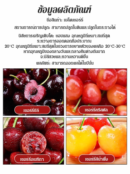 [กินได้ทั้งครอบครัว] เมล็ดเชอร์รี่หลากหลายสายพันธุ์