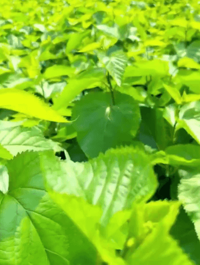 Honeycam 2026-05-13 17-50-48.gif