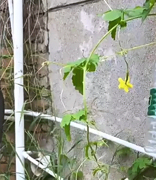 3.gif