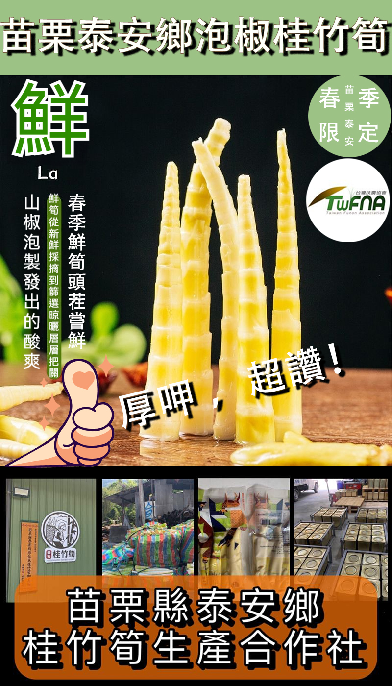 【苗栗桂竹泡椒筍】泰安鄉春季頭茬鮮筍