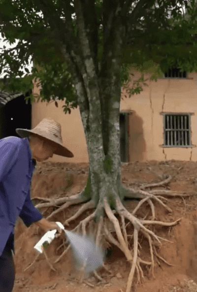 翻译件-HFH-杂草杂竹一喷净-1368354_12.gif
