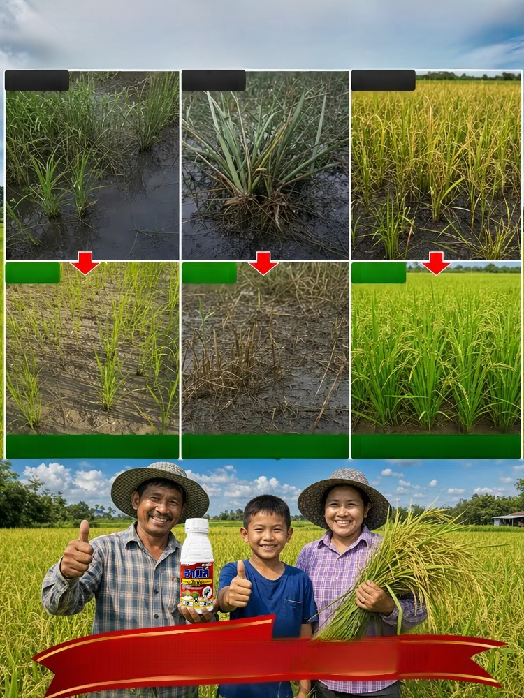 สารกำจัดวัชพืชสำหรับนาข้าวคุณภาพสูง จัดการหญ้าในนาข้าวได้ราบรื่นต้นข้าวไม่แดงไม่ชงัก! สารกำจัดวัชพืชอัจฉริยะ