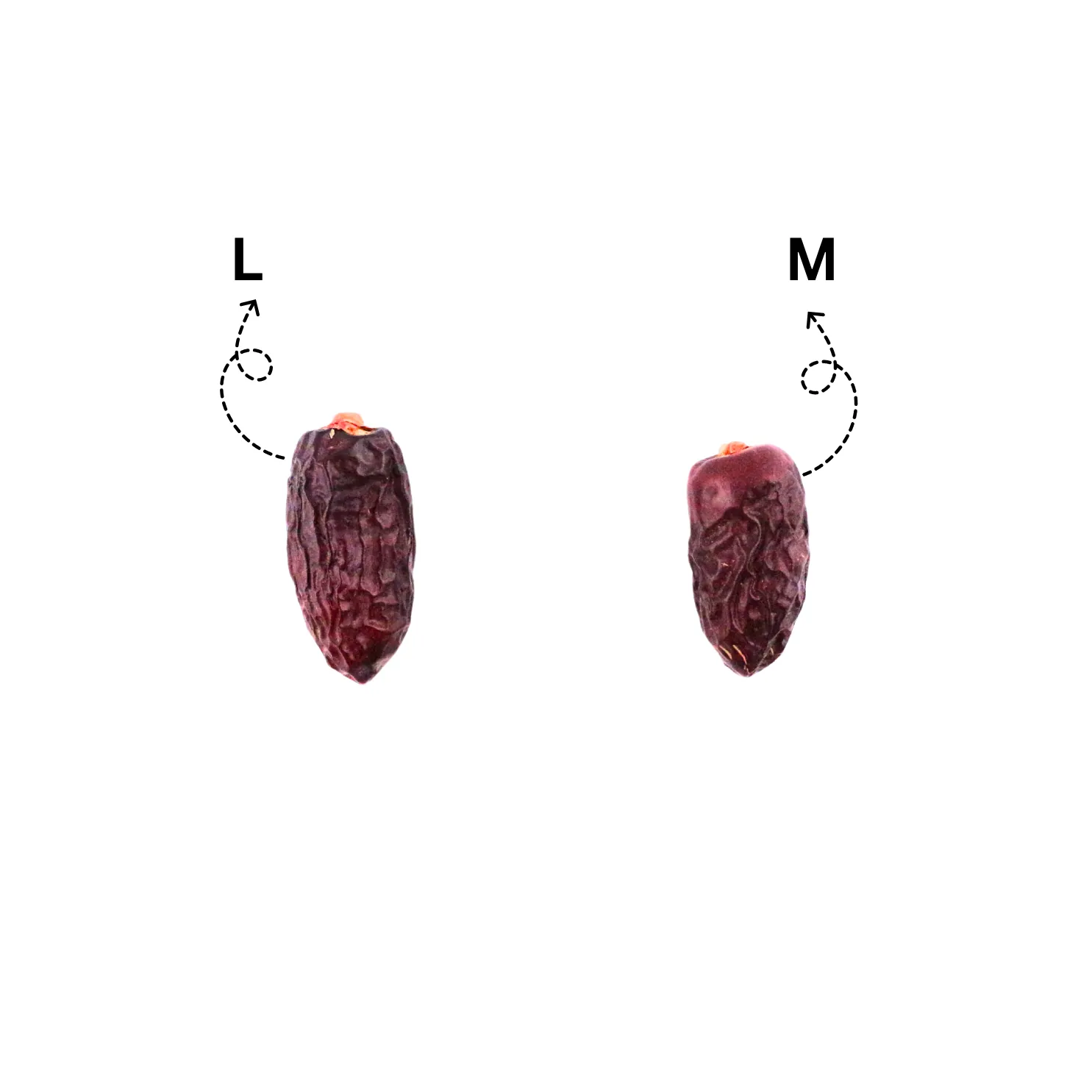 Kareem Kurma Safawi Premium L [400g] – Diimport dari Madinah, Stok Baru