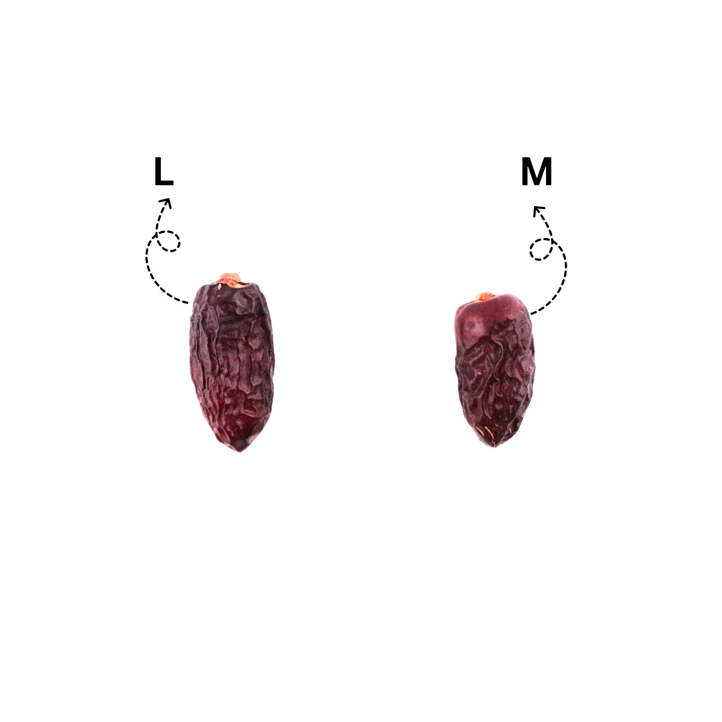 Kareem Kurma Safawi Premium L [400g] – Diimport dari Madinah, Stok Baru