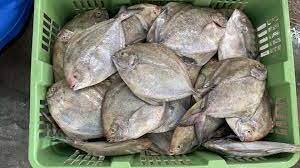 Bawal Hitam (5-6 ekor) 中黑昌