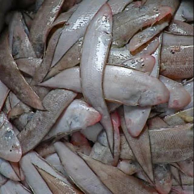 Freshness Seafood Ikan Lidah 中利 500g per pack
