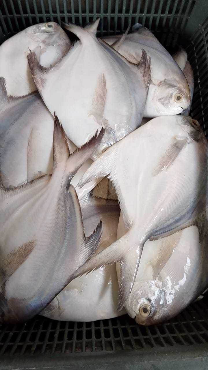 Big White Pomfret Fish 大白鲳鱼 Ikan Bawal Putih Besar 400g up