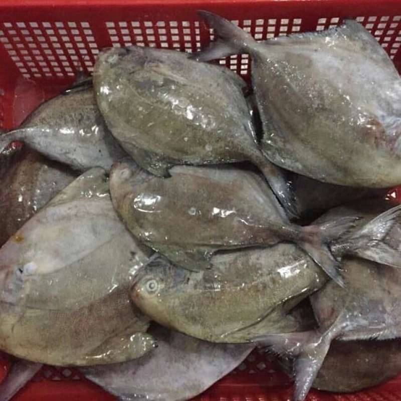 Bawal Hitam (5-6 ekor) 中黑昌