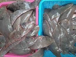 Freshness Seafood Ikan Lidah 中利 500g per pack
