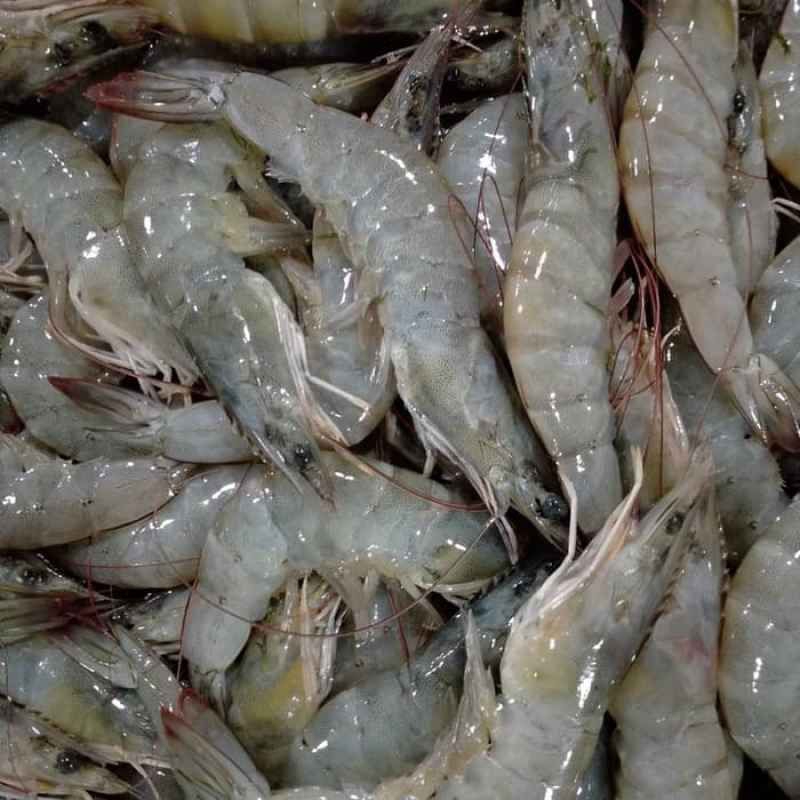 Freshness Udang Besar 大虾 (31-40 ekor) 500g / pack