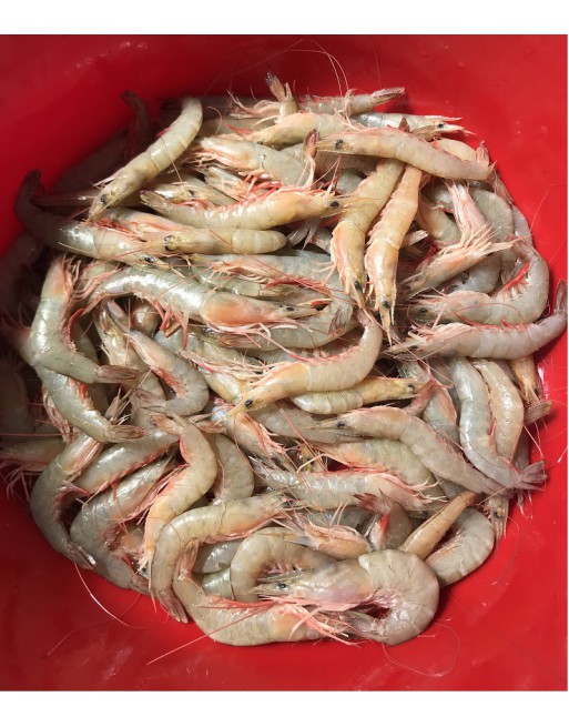 Freshness Isi Udang Kelabu 麻虾肉 230g / pack Prawn Meat