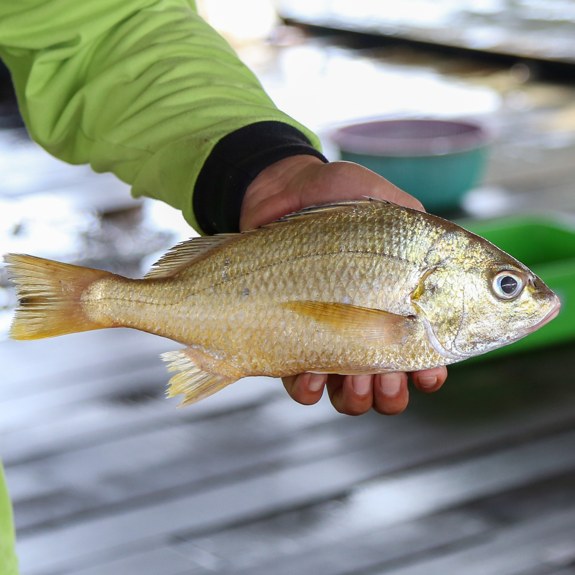 White Snapper | Jenahak Putih | 大白皂魚 sale with kg