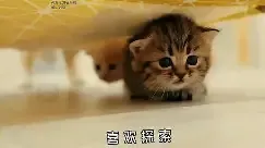 小猫咪