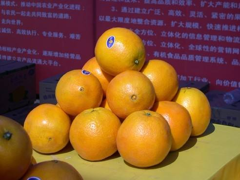 New Crop of Fresh Citrus Fruit Navel Orange Mandarin Orange Fruit for Wholesale
