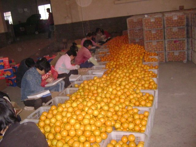 New Crop of Fresh Citrus Fruit Navel Orange Mandarin Orange Fruit for Wholesale