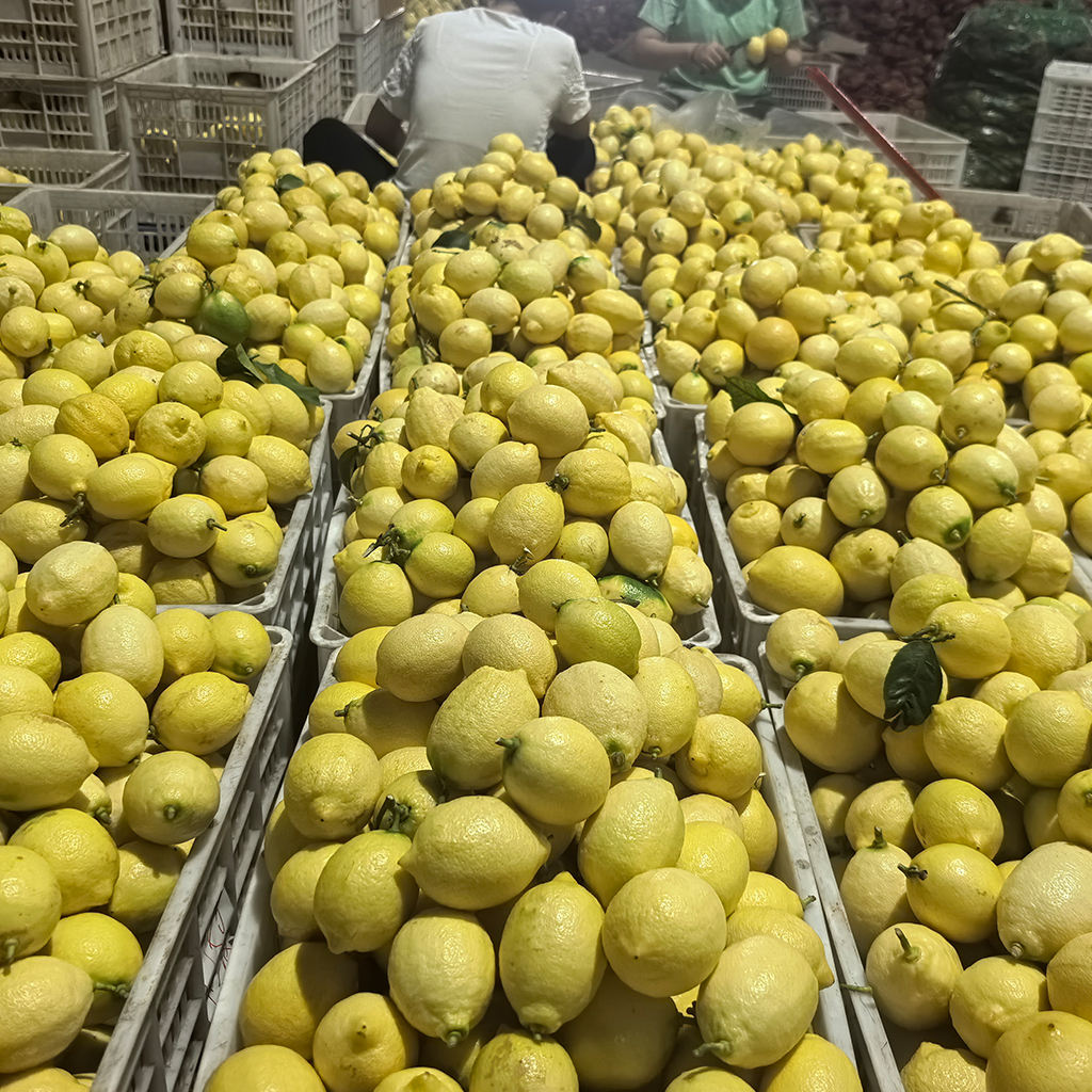 Fresh Lemon Fruit Rich in Vitamin C Healthy Juice for Cooking and Beverages Natural Flavor Hot New Products