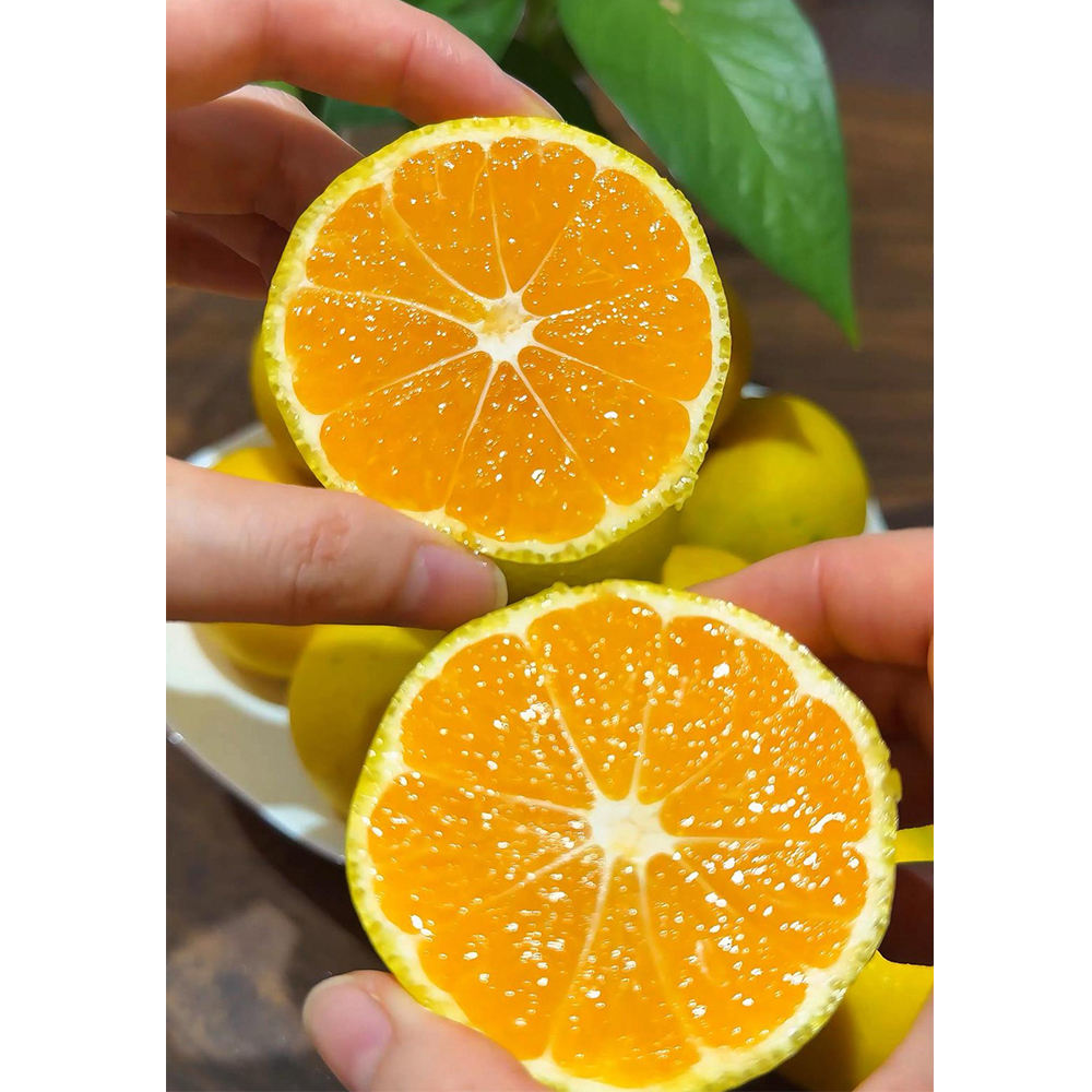 New Crop Fresh Naval Orange Sweet Fruit Orange Fresh Mandarin Orange