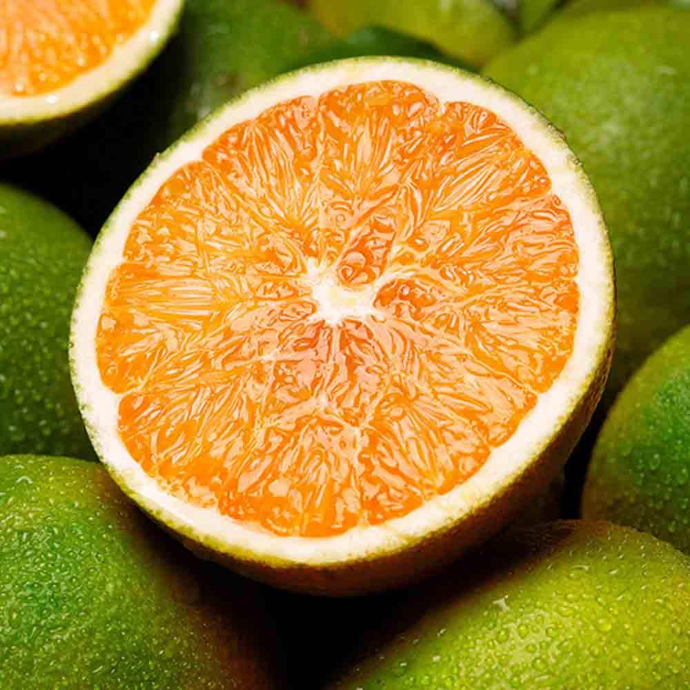 Rich in Vitamin C New Fresh Orange Fresh Fruit Specific Direct Sales From Origin