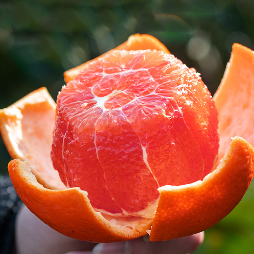 Cara Cara Oranges Fresh High Demand Best Price Full Color 95% Maturity A+ Grade 24 Ton 7 Days 10 Kg EXW-FOB-CIF-CFR