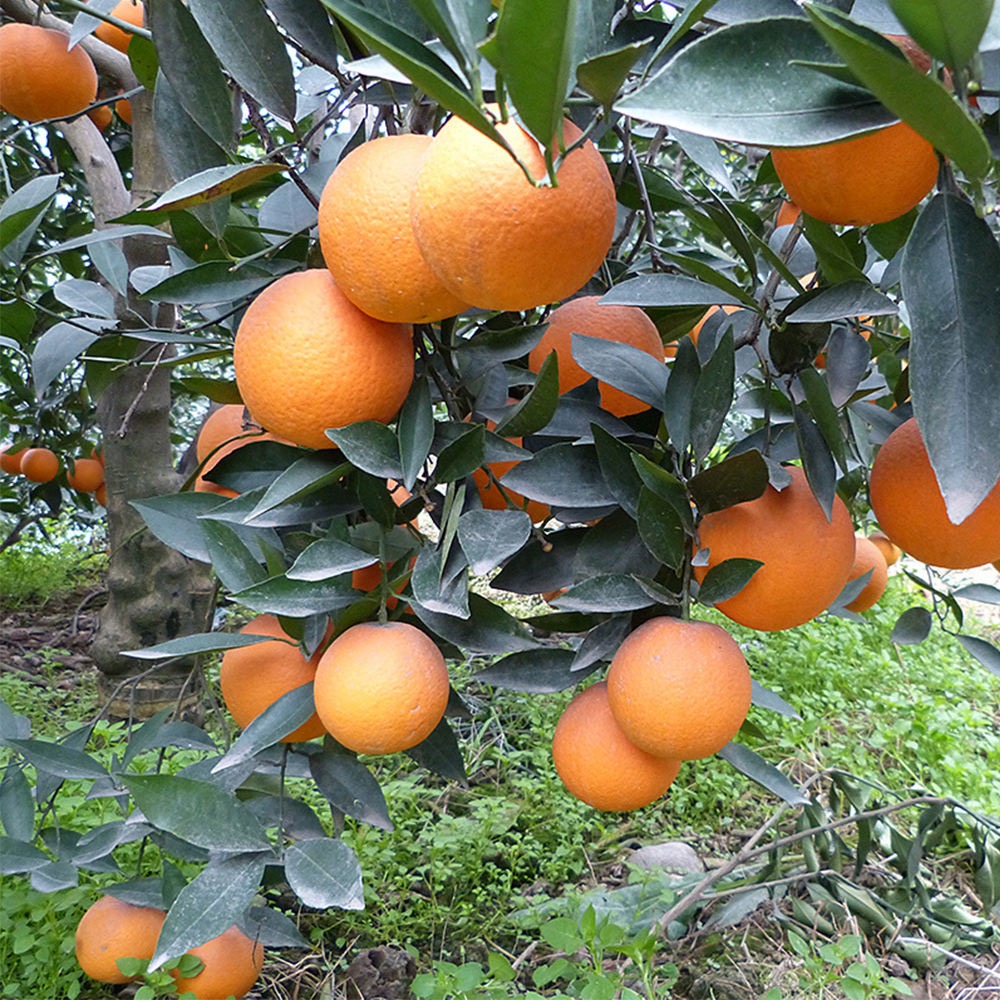 Cara Cara Oranges Fresh High Demand Best Price Full Color 95% Maturity A+ Grade 24 Ton 7 Days 10 Kg EXW-FOB-CIF-CFR