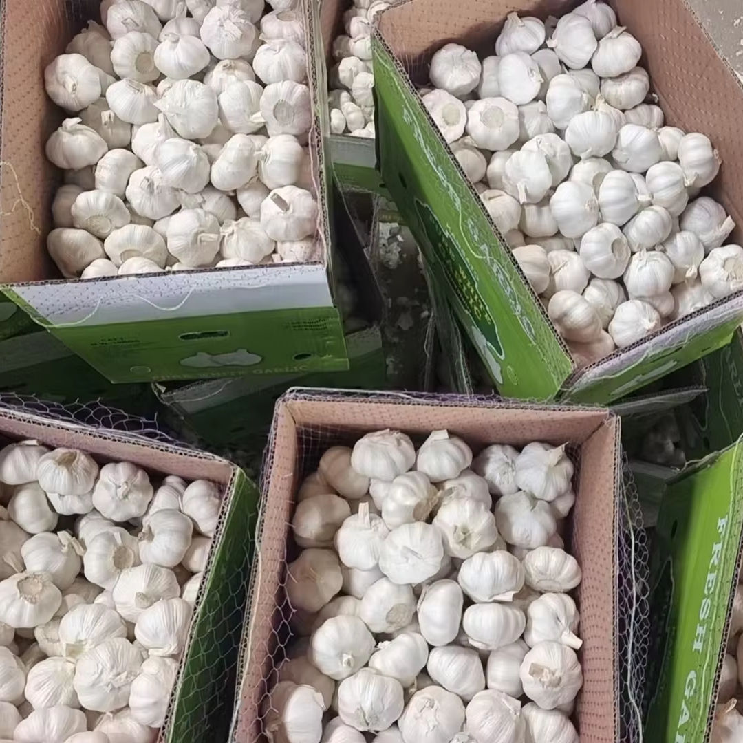 Pure White Fresh Garlic 5.5cm Alho Garlic in 10kg Cartons 