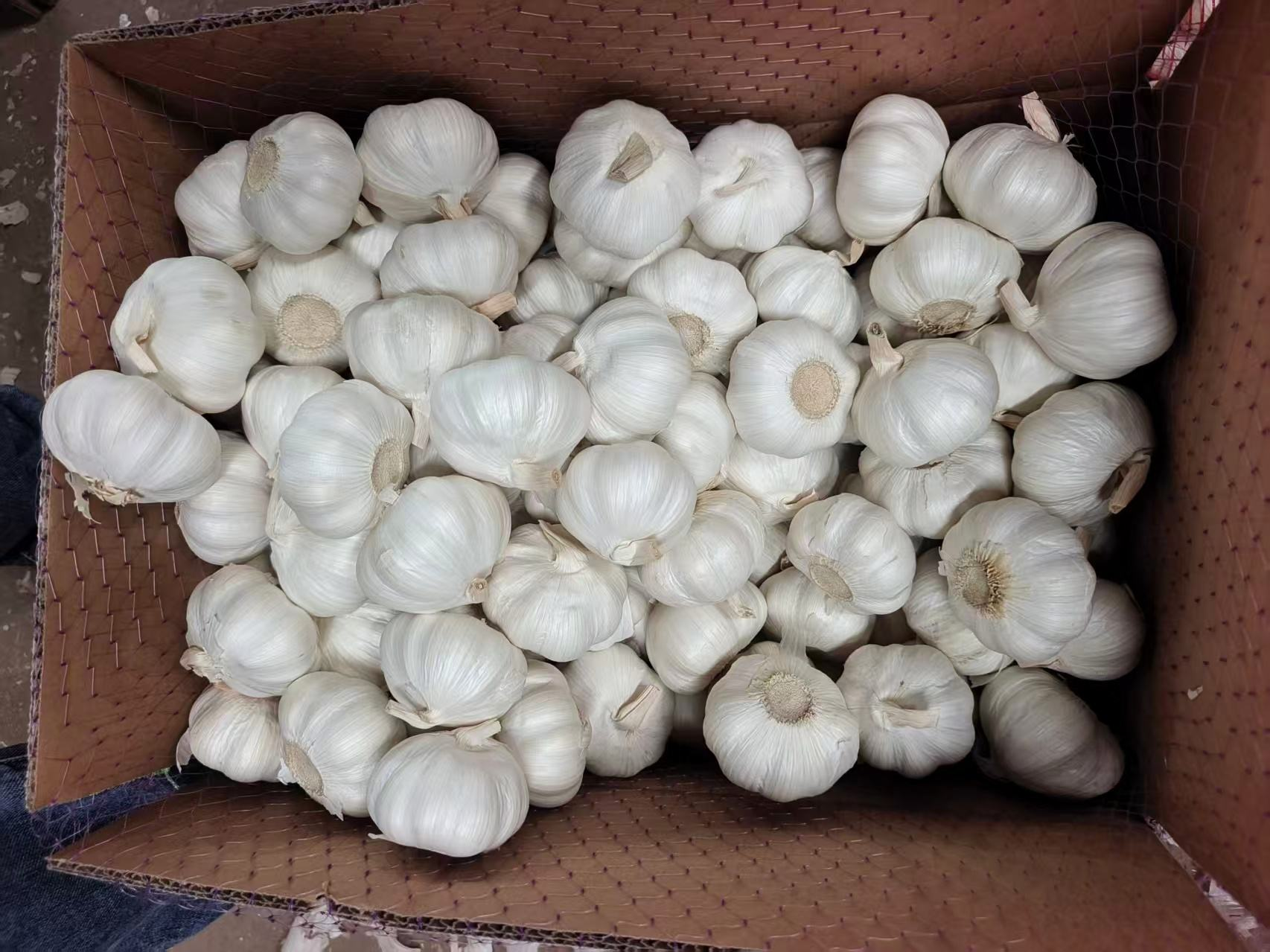 Pure White Fresh Garlic 5.5cm Alho Garlic in 10kg Cartons 