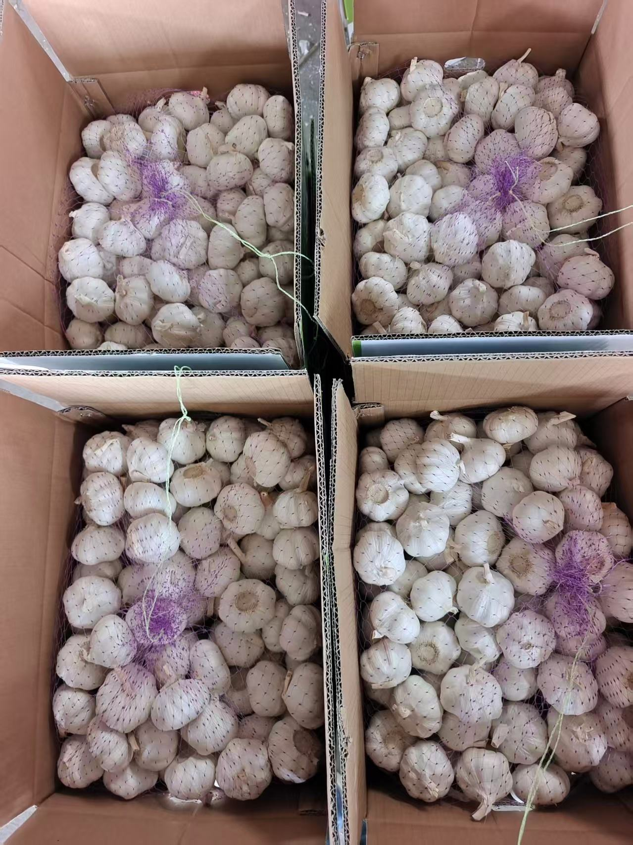 Pure White Fresh Garlic 5.5cm Alho Garlic in 10kg Cartons 