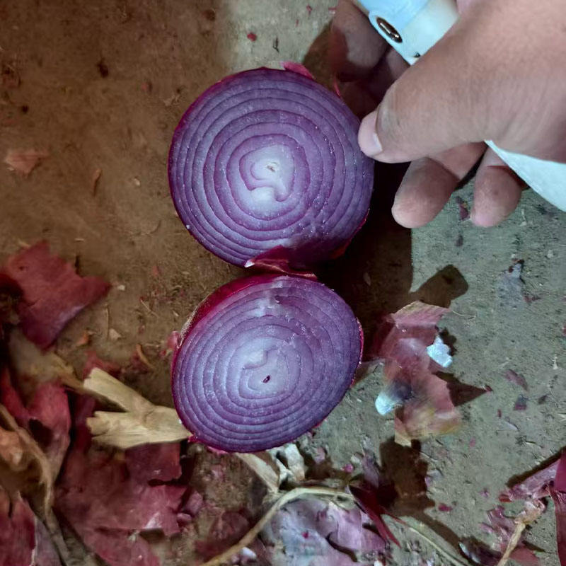 2025 New Crop of Fresh Red Onions White Price Per Ton in China From Onion Exporter