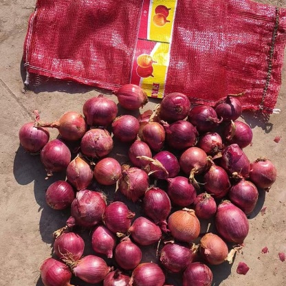 2025 New Crop of Fresh Red Onions White Price Per Ton in China From Onion Exporter
