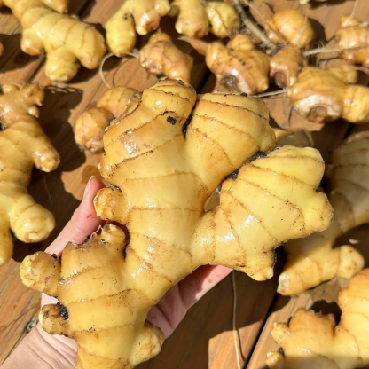 Ginger China Export Quality Organic Ginger Certification 150g and up Bulk Fresh Organic Ginger