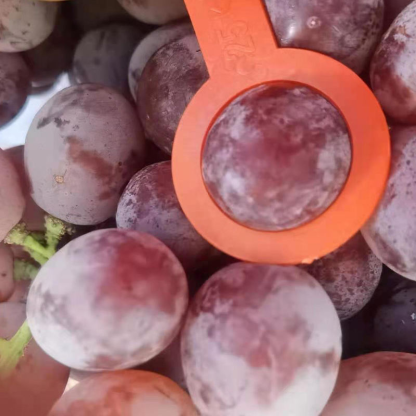 Chinese Supplier Grape Fresh Grape New Season Sweet Fresh Grape Price