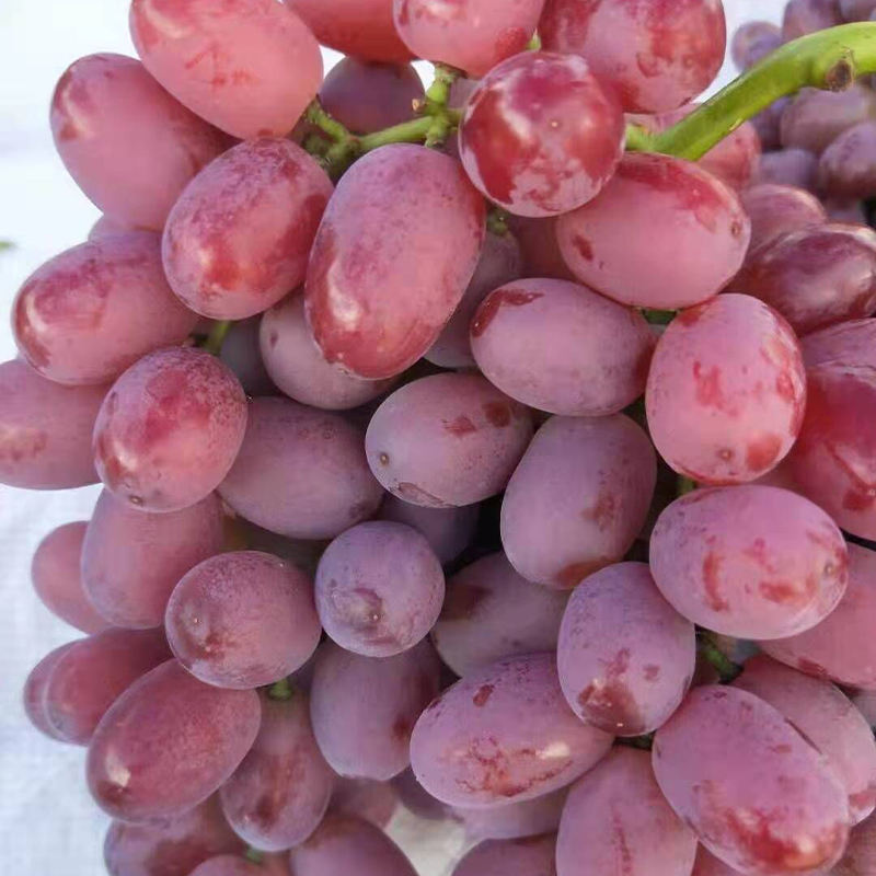 Chinese Supplier Grape Fresh Grape New Season Sweet Fresh Grape Price