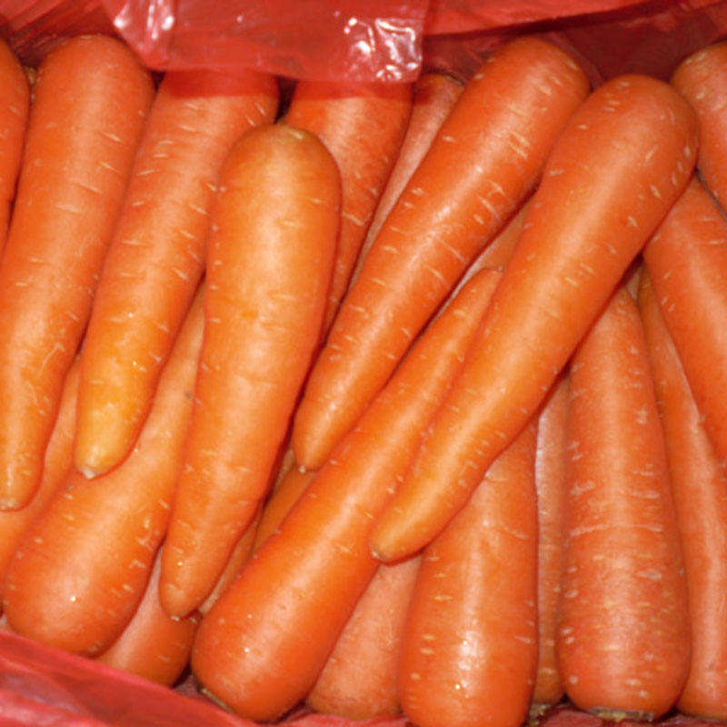 Chinese Supplier Fresh New Season Vegetables Wholesale New Crop Fresh Carrot From in China