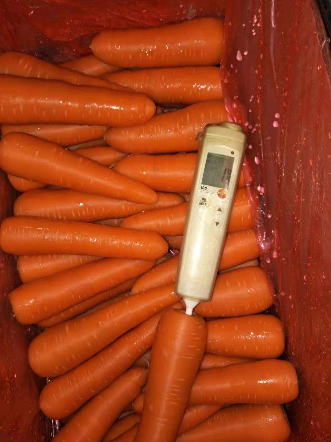 Chinese Supplier Fresh New Season Vegetables Wholesale New Crop Fresh Carrot From in China