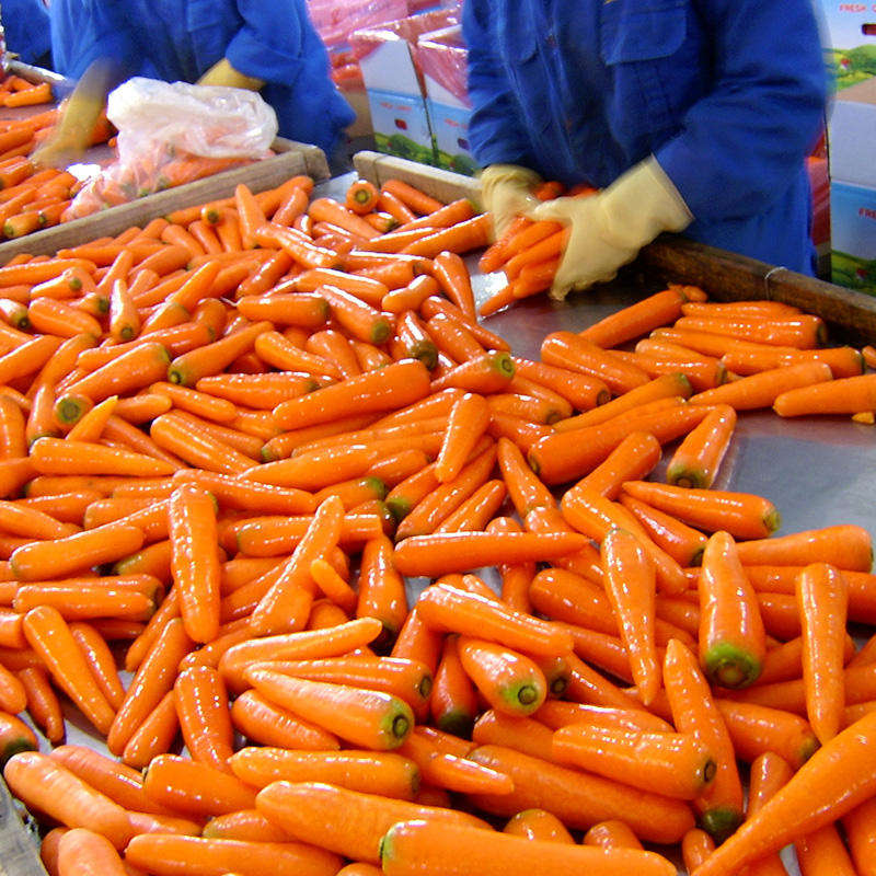Chinese Supplier Fresh New Season Vegetables Wholesale New Crop Fresh Carrot From in China