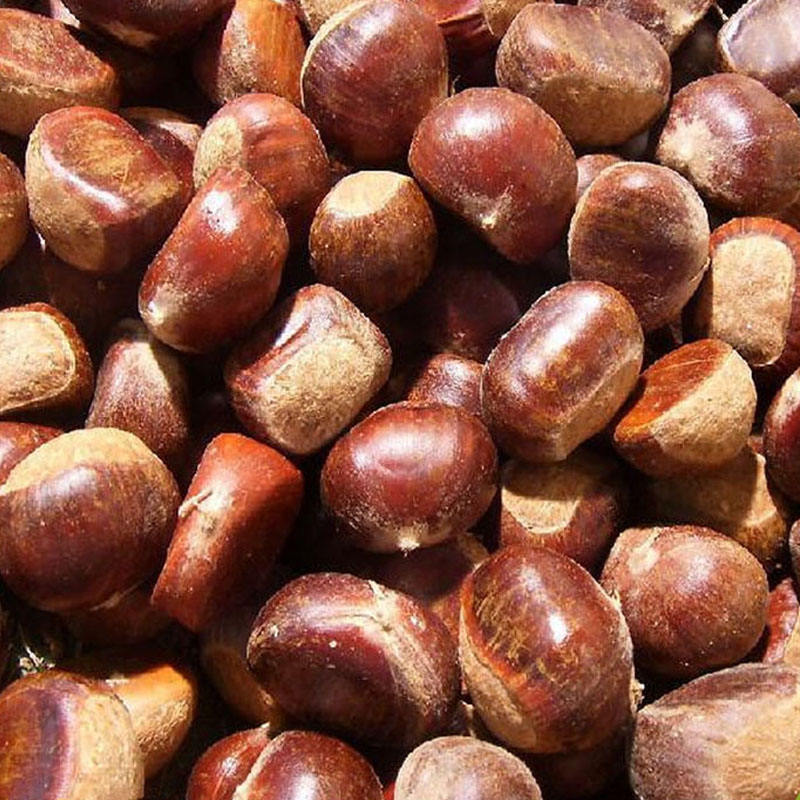 Sweet Chestnut Wholesale Price